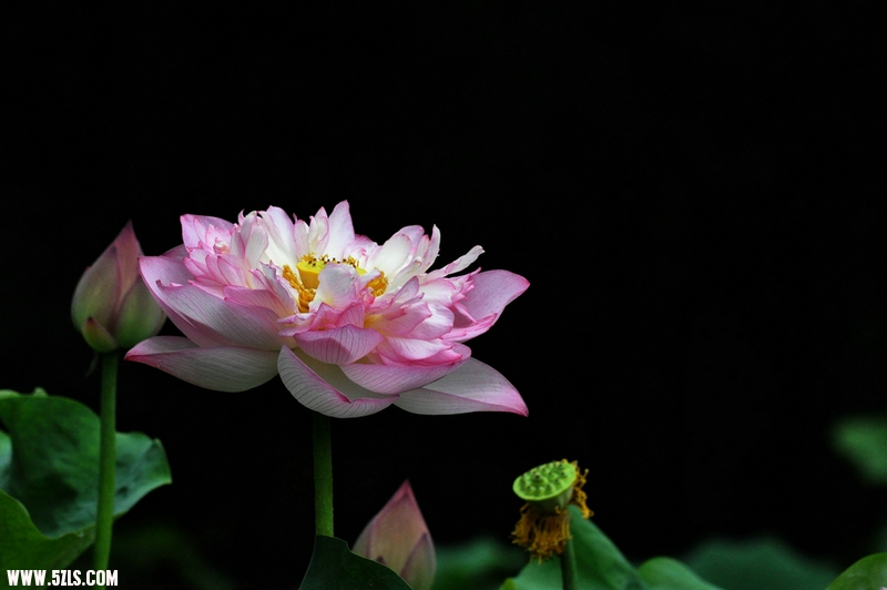 DSC_1551.jpg