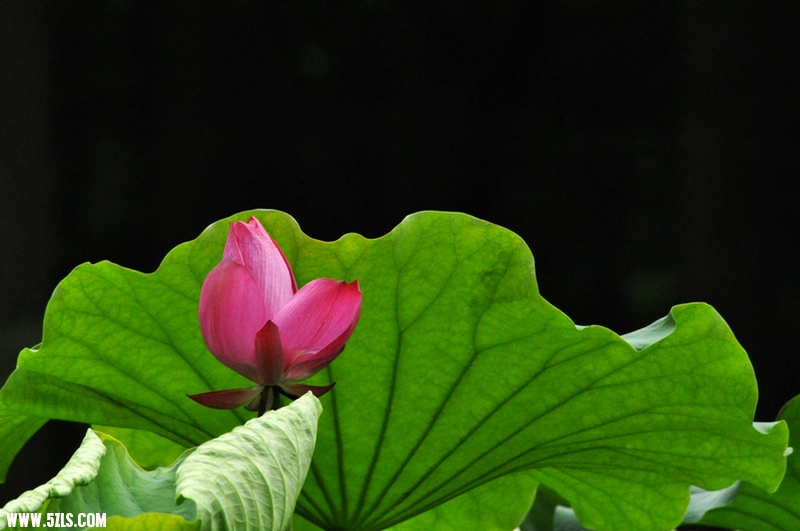 DSC_1290.jpg