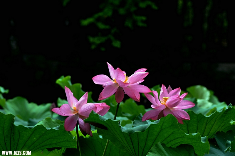 DSC_1165.jpg