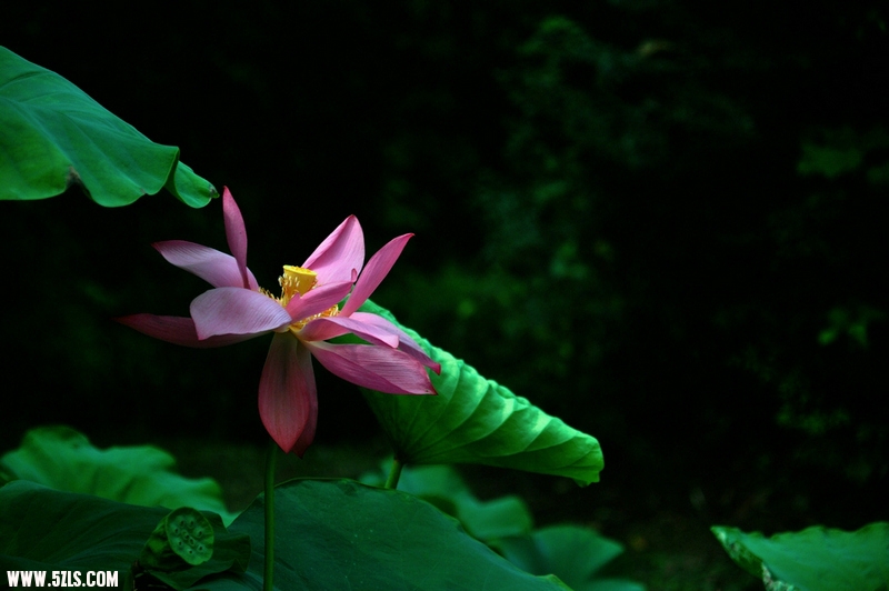 DSC_1870.jpg