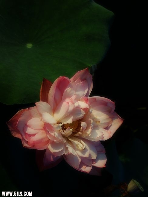 Ƭ 027.jpg