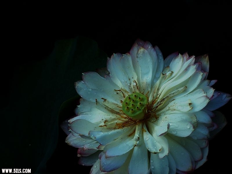 Ƭ 049.jpg