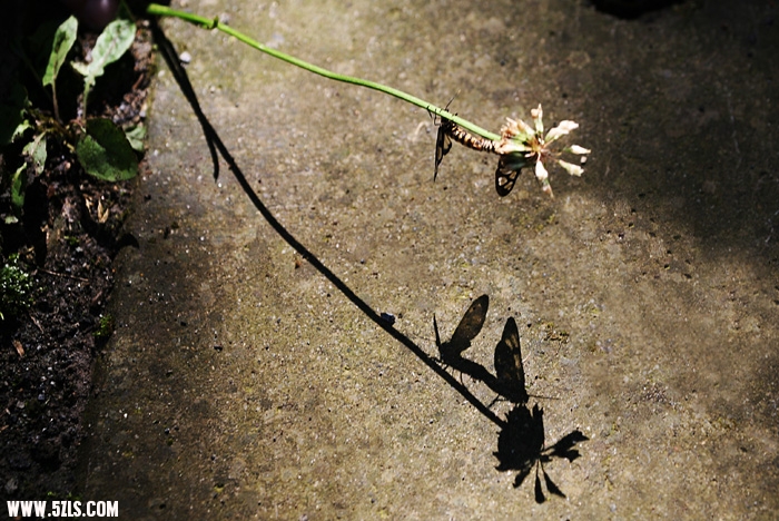 Ƭ 804.jpg