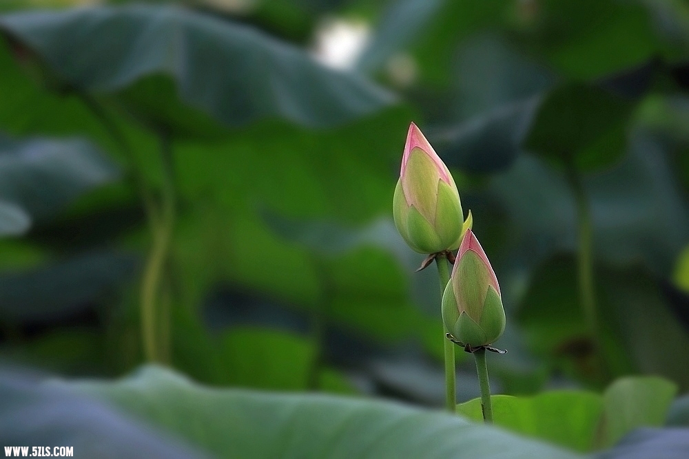 DPP_000112.JPG