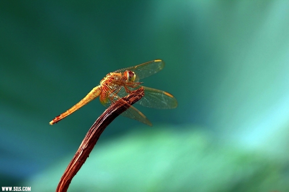 DPP_000127.JPG