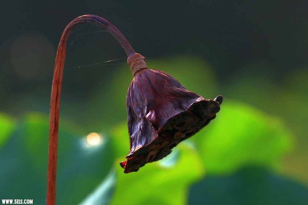 DPP_000135.JPG