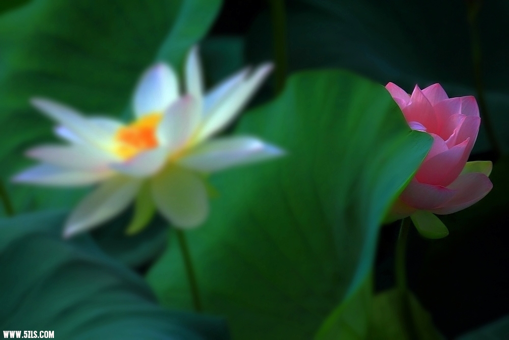 DPP_000169.JPG