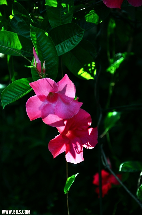 DSC_2547.jpg