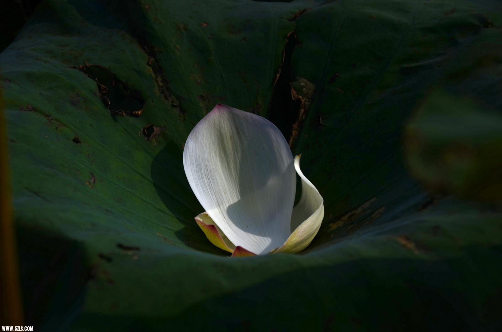 Ƭ 049.jpg