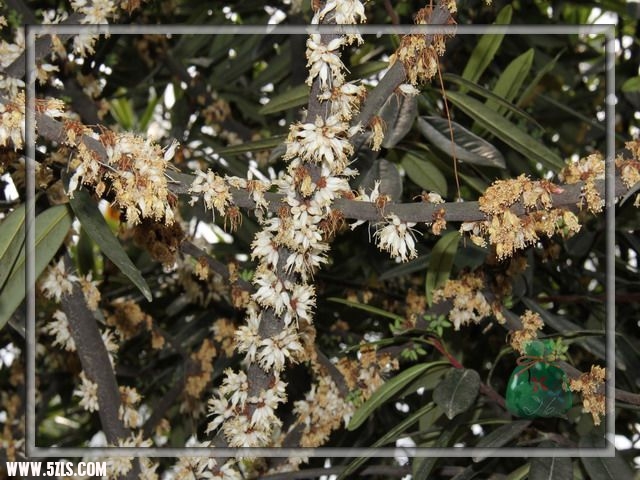 据说枇杷多年不开花