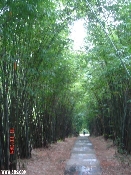 爱在竹林深处