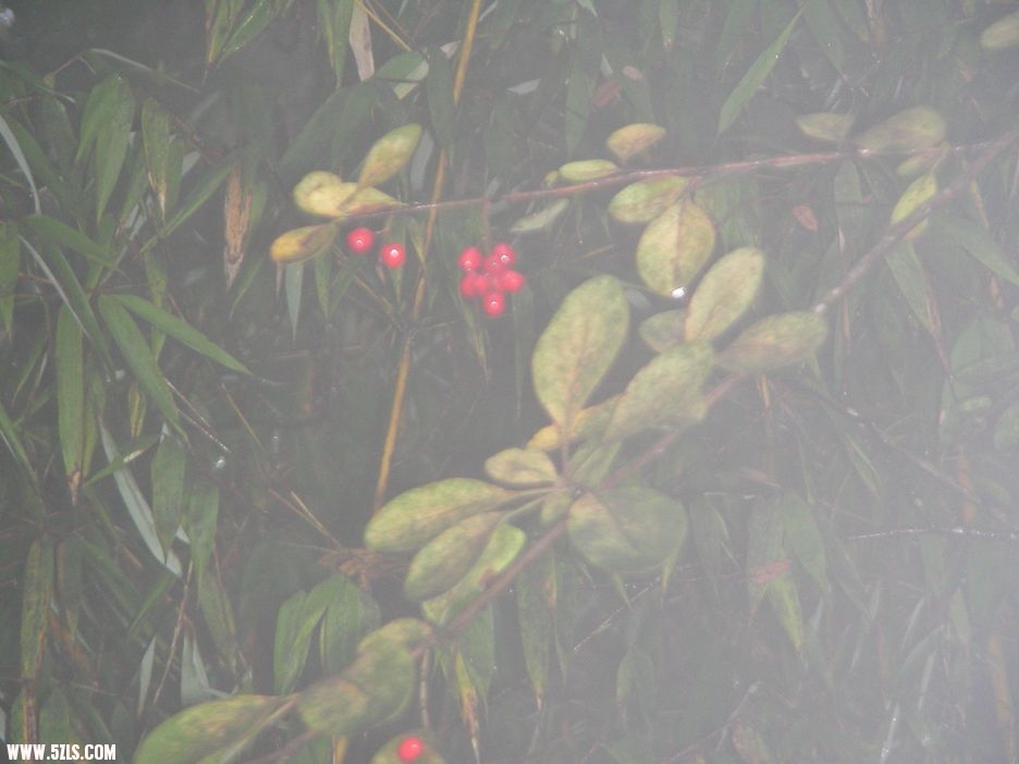 DSCN5410.jpg