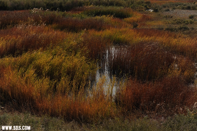 DSC_5451.jpg