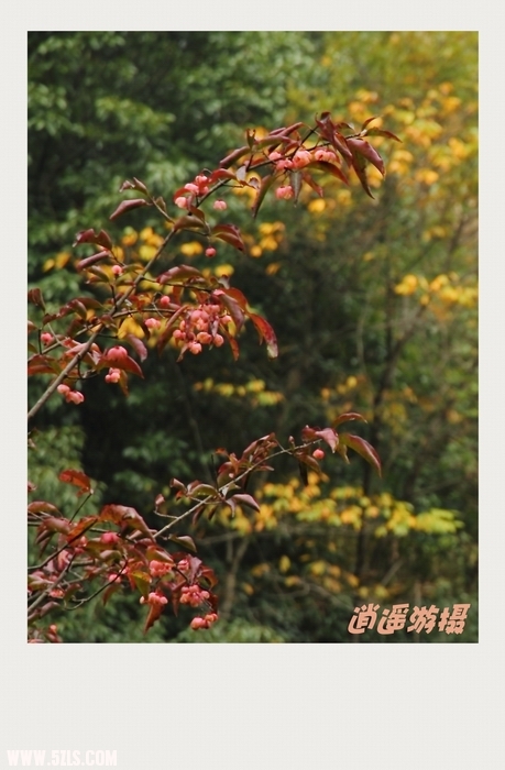 IMG_020_conew1.JPG