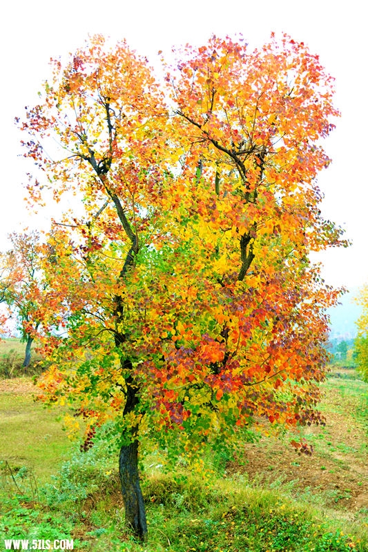 DSC_0693__.jpg