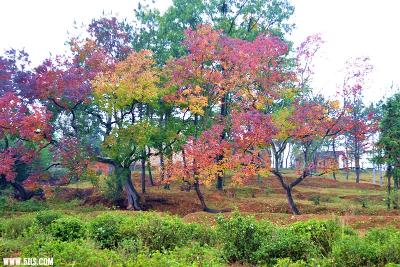 dsc_0629_.jpg
