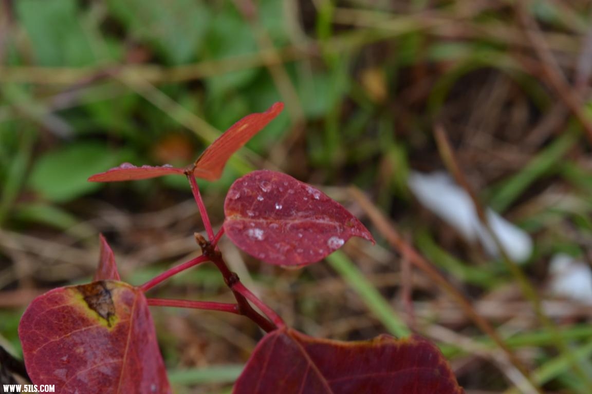 DSC_0304.JPG