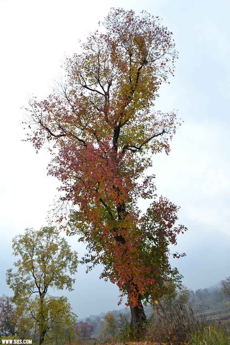 DSC_0452.JPG