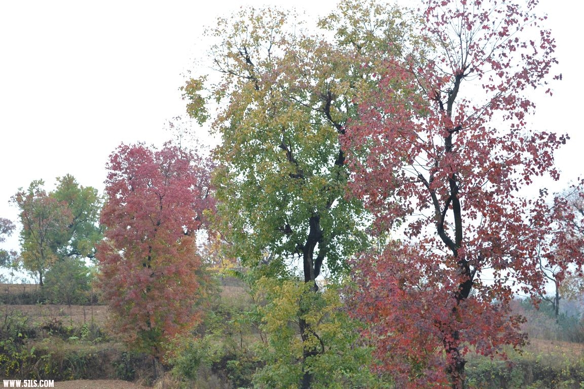 DSC_0378.JPG