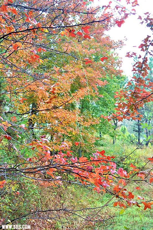 dsc_0320_.jpg