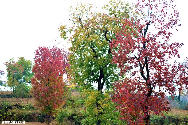 dsc_0378_.jpg