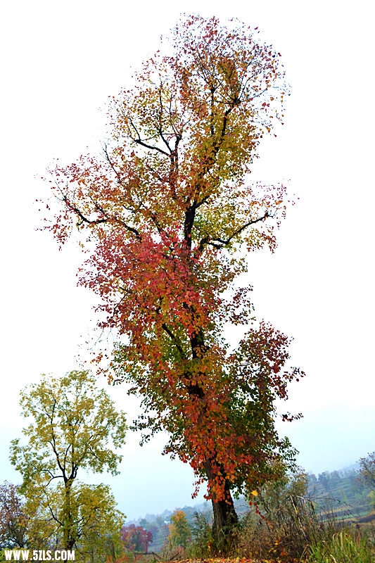 dsc_0452_.jpg
