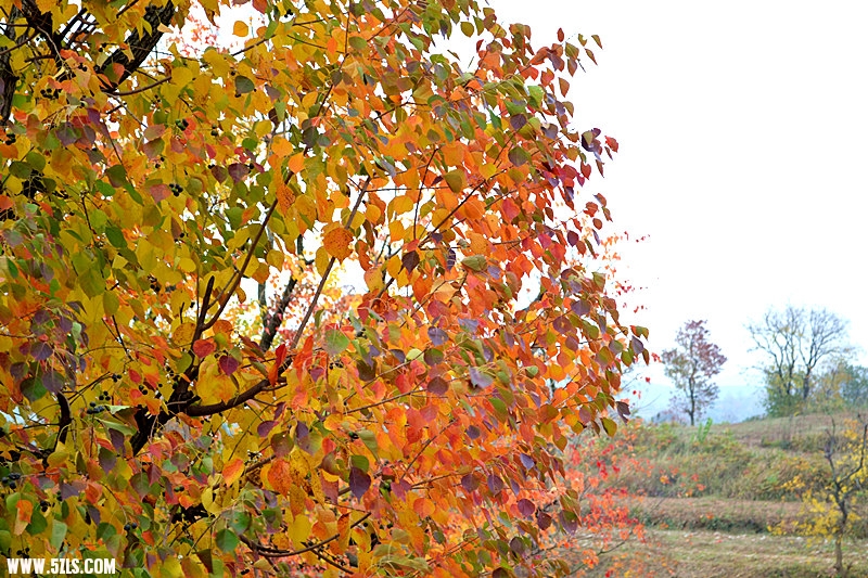 dsc_0700_.jpg