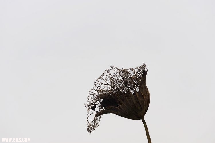 ҵ 185.jpg