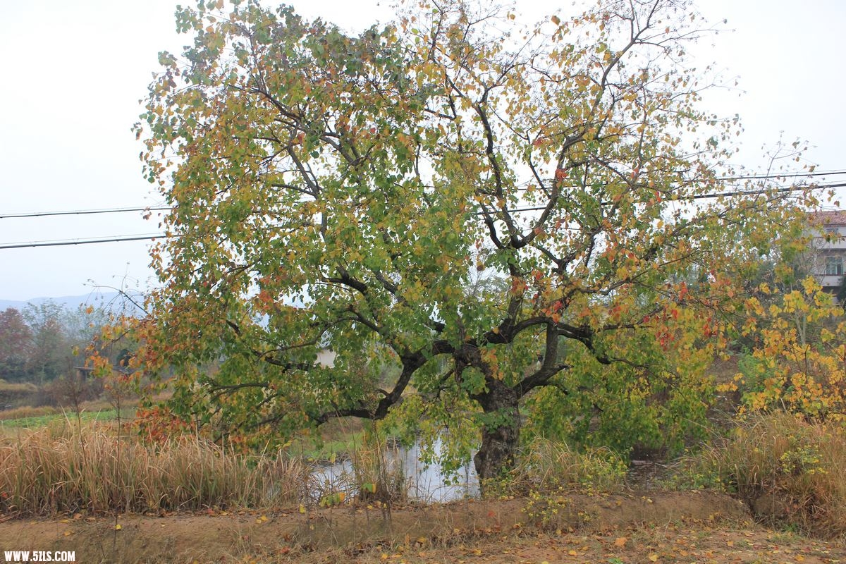 IMG_2887.JPG