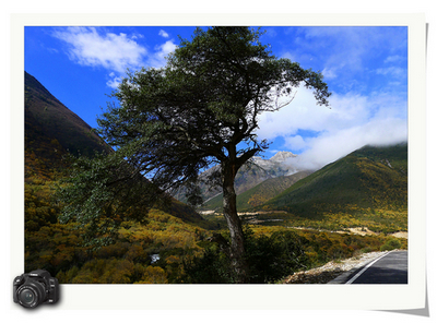 路边的歪脖子树，很有味道，就是
