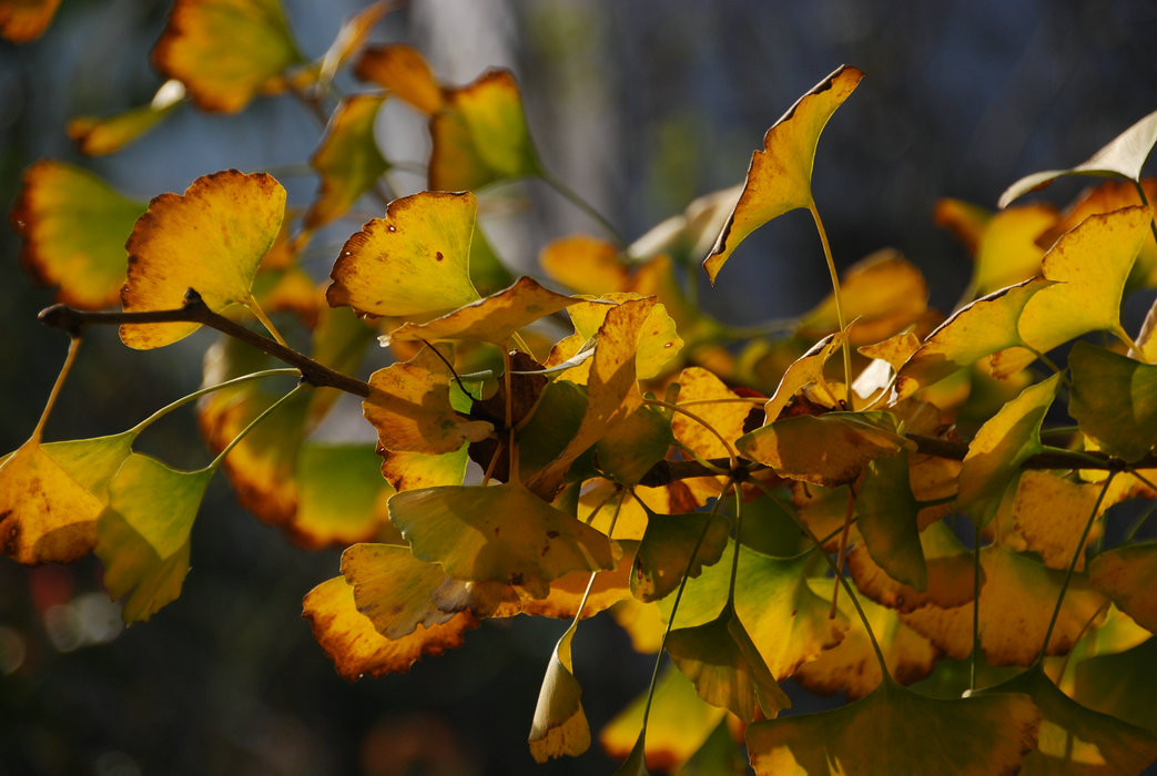 DSC_0029.JPG