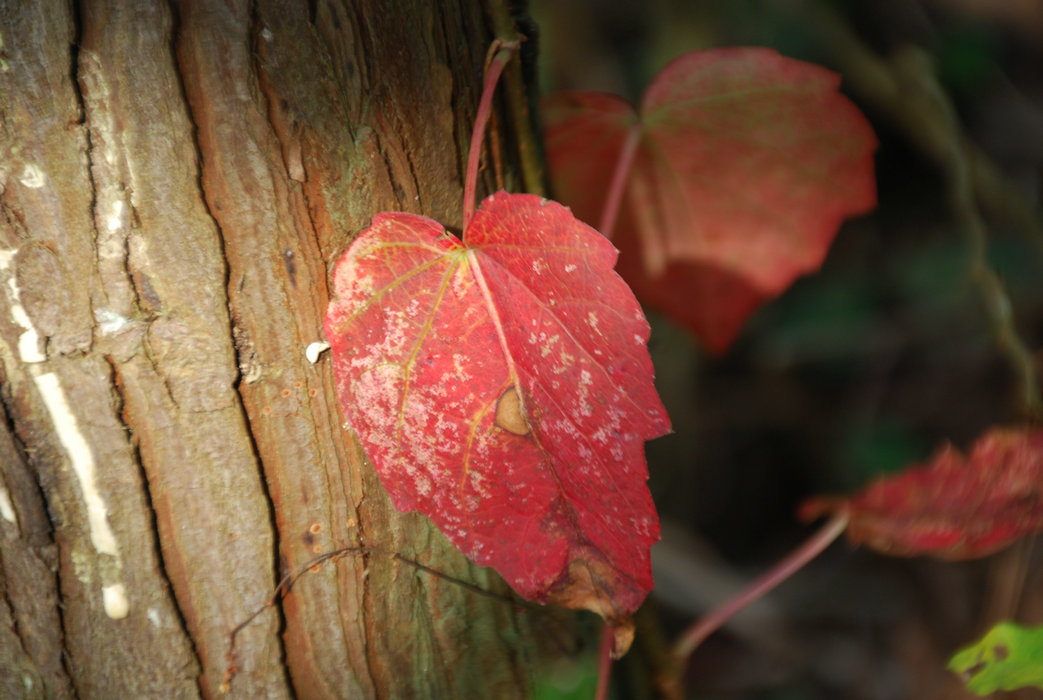 DSC_0070.JPG