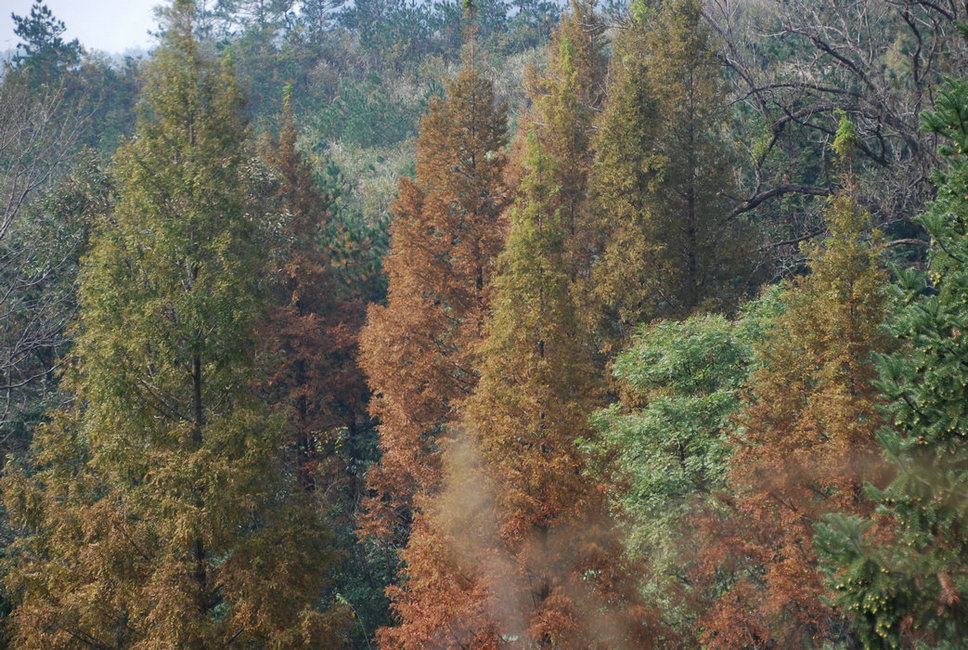 DSC_0091.JPG