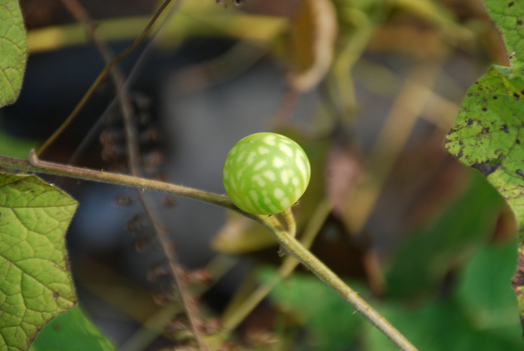 DSC_0127.JPG