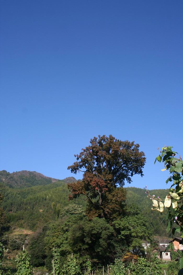 IMG_7269.JPG