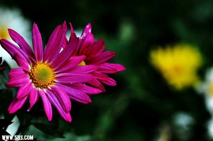 DSC_6871.jpg