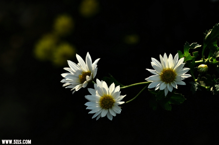 DSC_6911.jpg