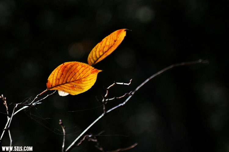 DSC_7893.jpg