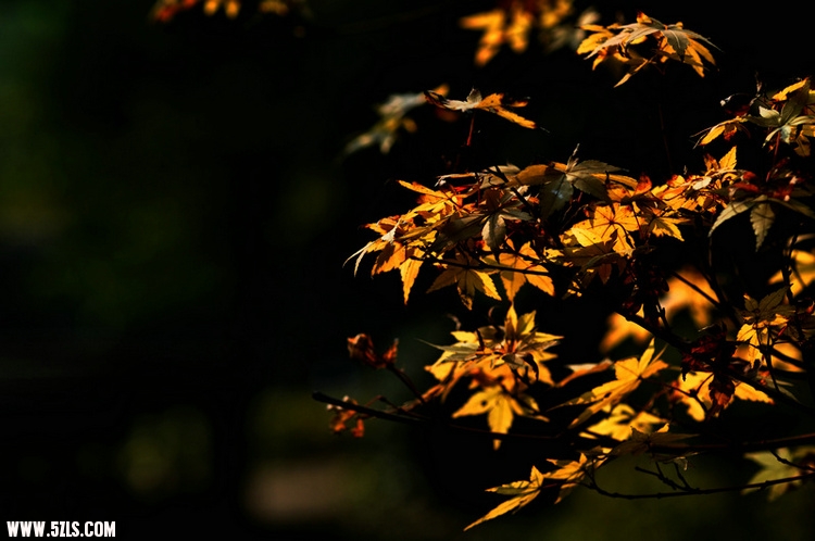 DSC_6984.jpg