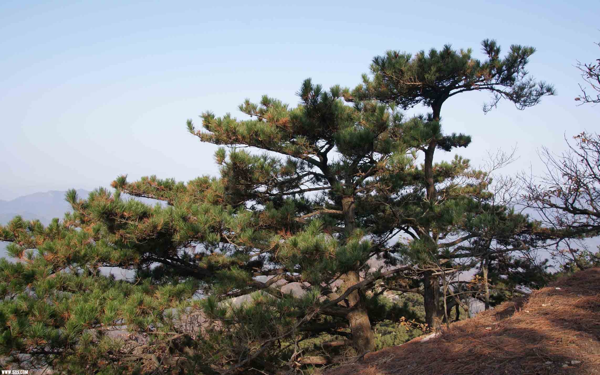 小黄山松
