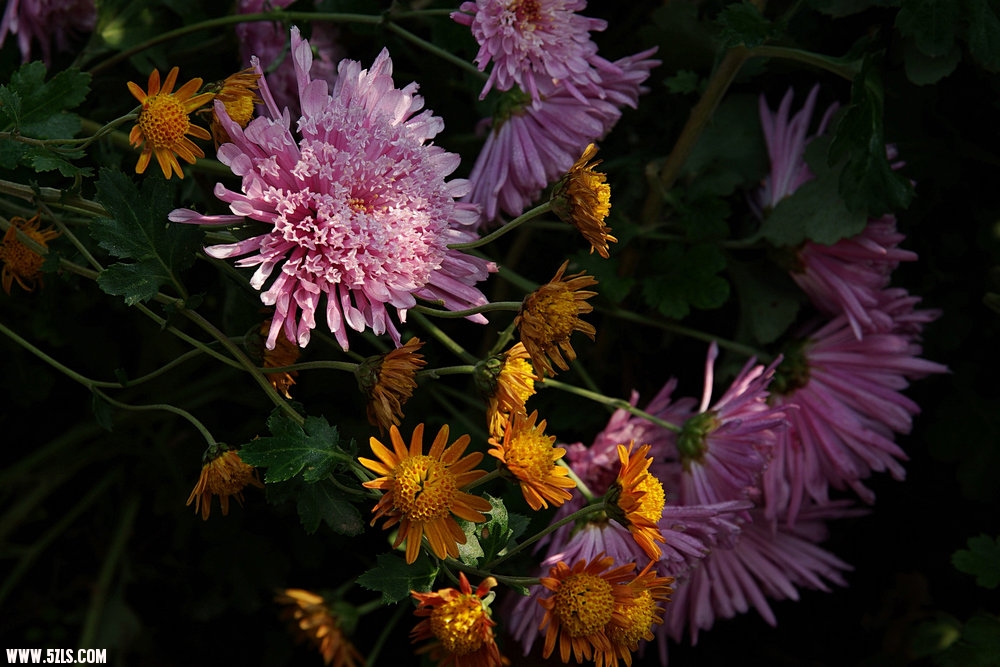 IMGP7680.jpg