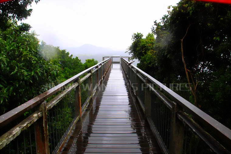 雨林公园的SKY WALK