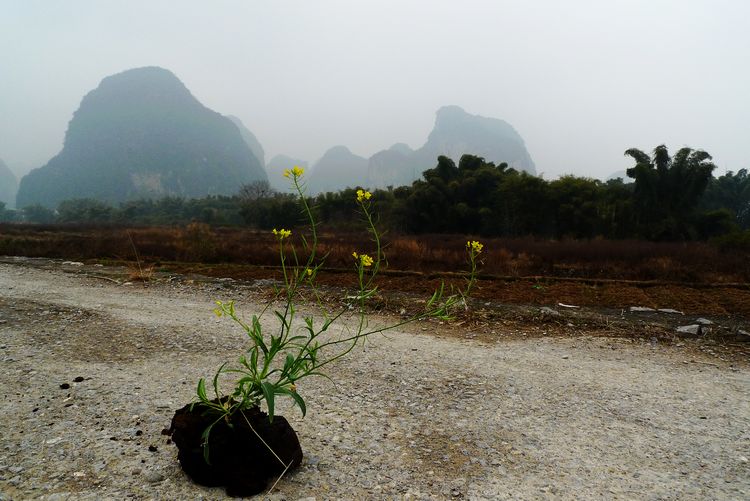 P1110752.jpg