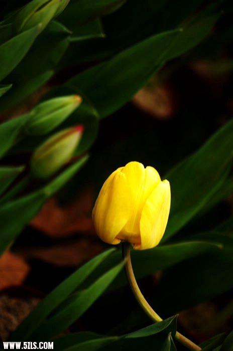 IMGP5484_.jpg