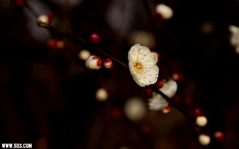 _MG_4970.jpg