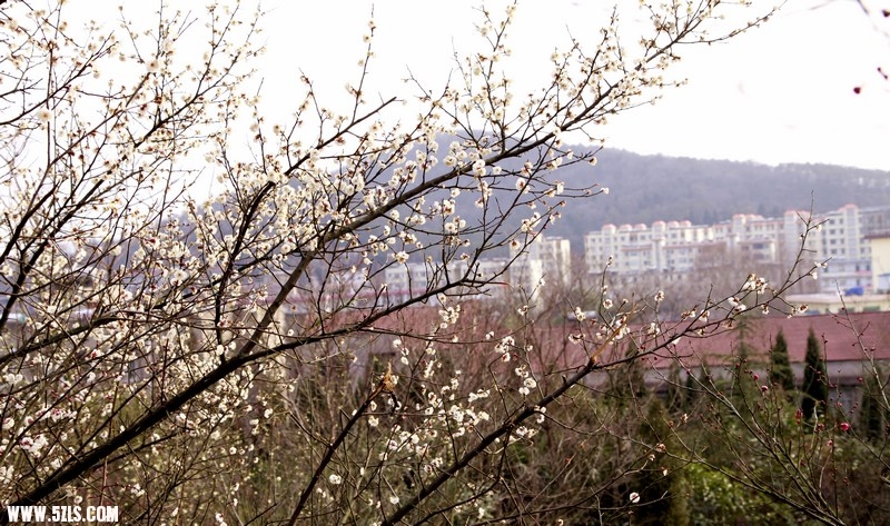 _MG_4958.jpg