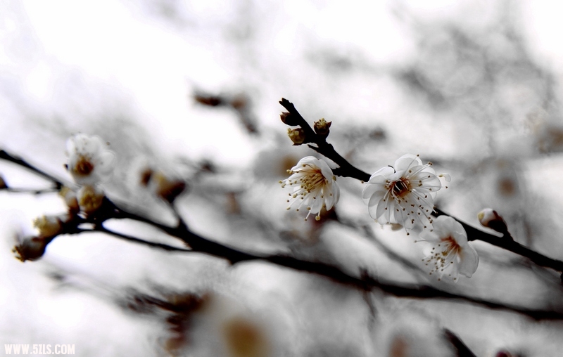_MG_5022.jpg