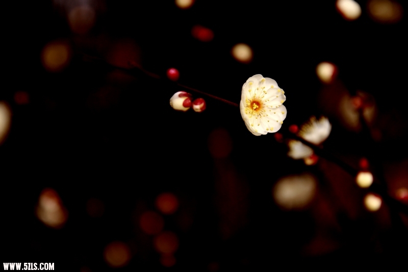 _MG_4964.jpg