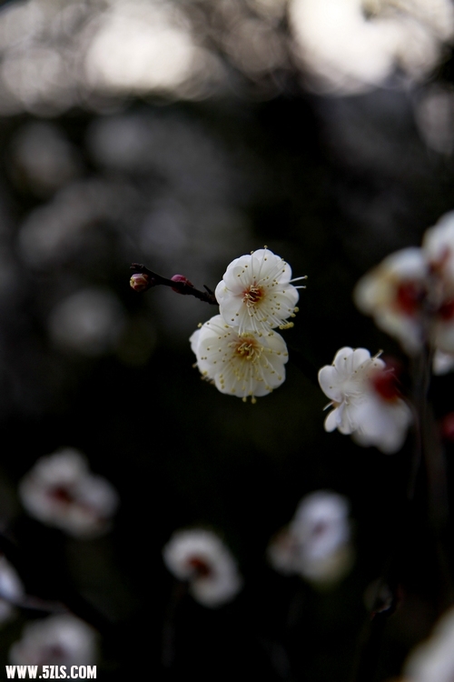 _MG_5013.jpg