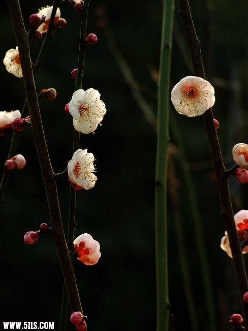 Ƭ 049.jpg